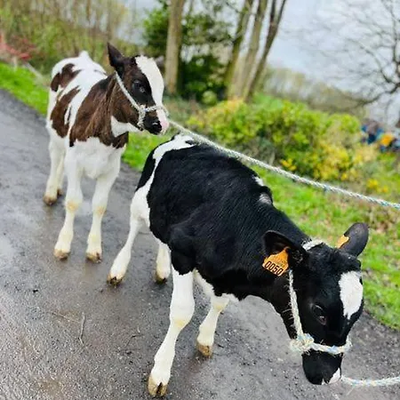 De Grote Linde Farm stay *
